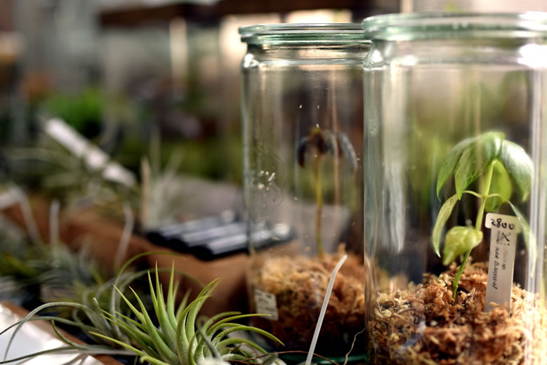 植物界のニューウェーブ「Bizarre Plants」展示販売会、grafにて 植物界のニューウェーブ「Bizarre Plants」展示販売会、grafにて